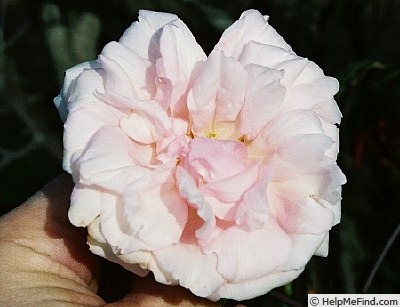 'La Sylphide (tea, Guérin/Vibert, 1838)' rose photo