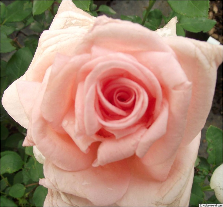 'Summer Lady ®' rose photo