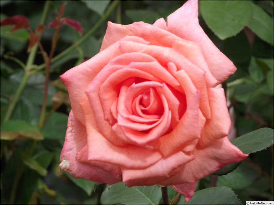 'Pat's Choice' rose photo