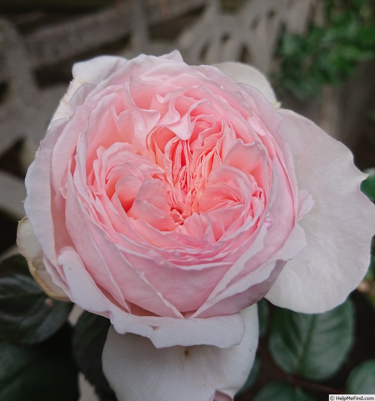 'Herzogin Christiana ®' rose photo