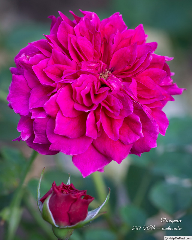 'Prospero ®' rose photo