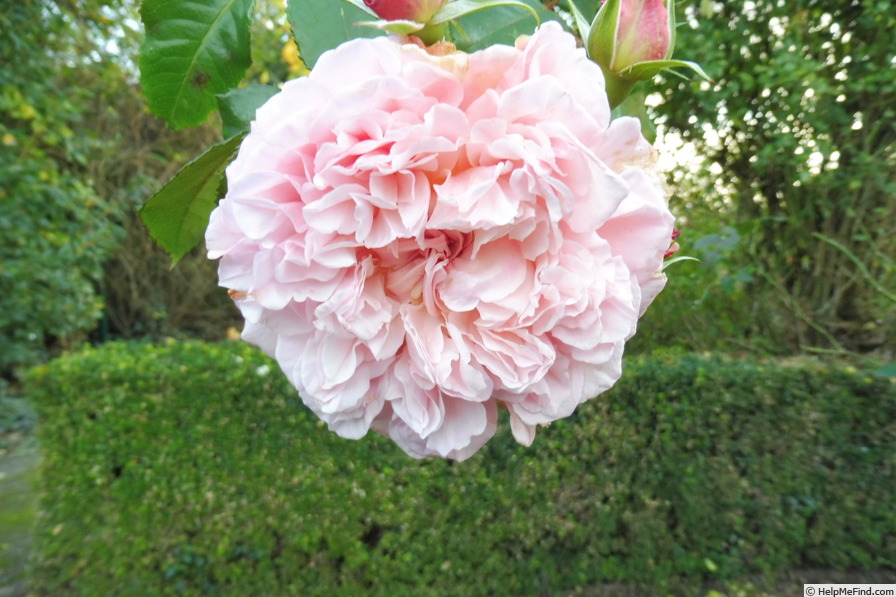 'Rose de Tolbiac' rose, click to enlarge 'Rose de Tolbiac' rose photo