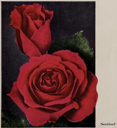 'Sentinel' rose photo