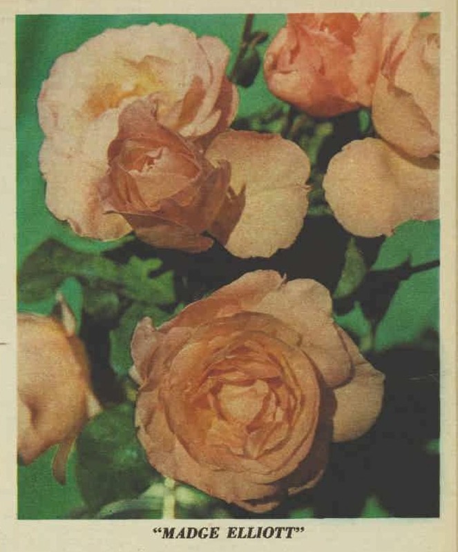 'Madge Elliott' rose photo