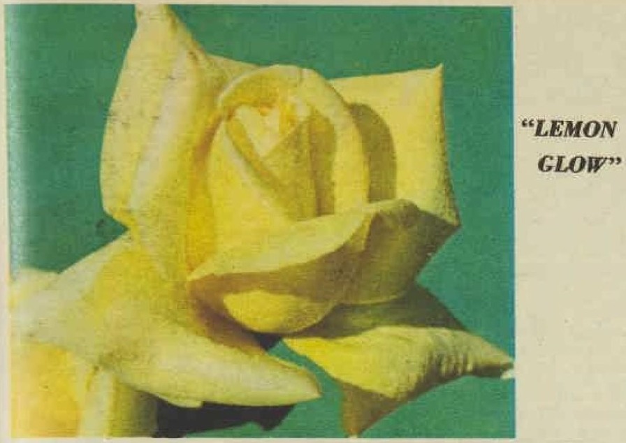 'Lemon Glow (hybrid tea, Schwartz, 1964)' rose photo