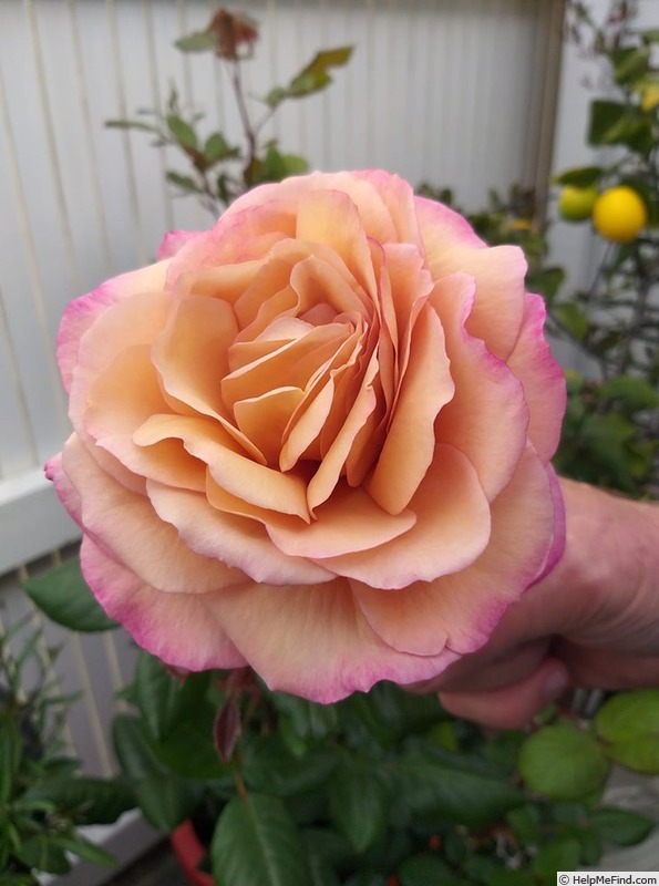 'Cappuccino (hybrid tea, Matthews before 2018)' rose photo