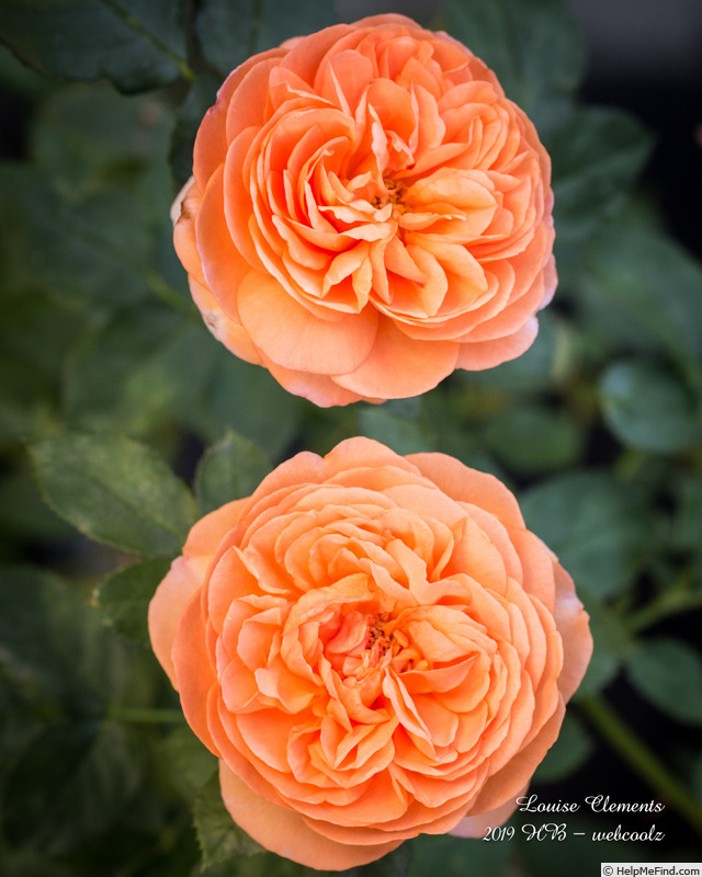 'Louise Clements (shrub, Clements, 1996)' rose photo