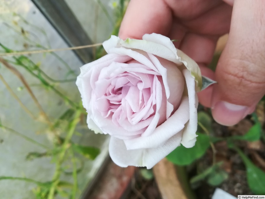 'Grey Pearl' rose photo