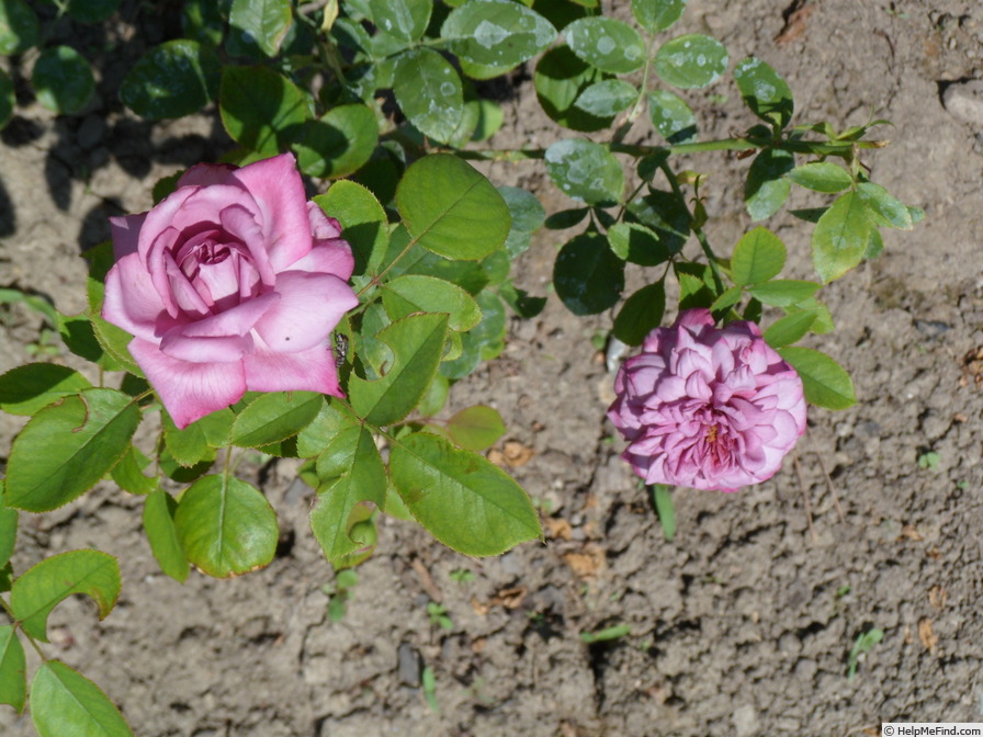 'Orchid Masterpiece' rose photo