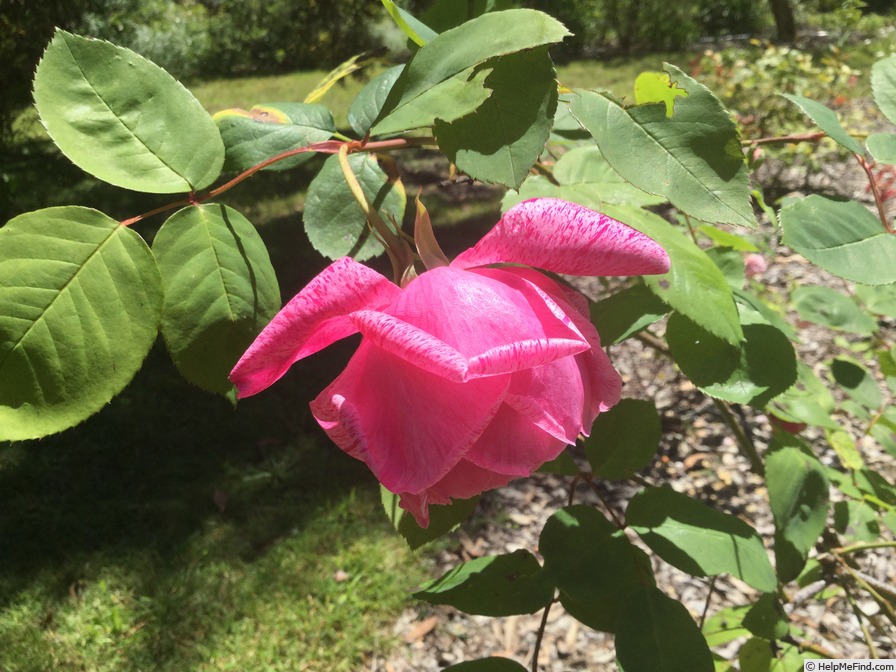 'Madame Driout' rose photo