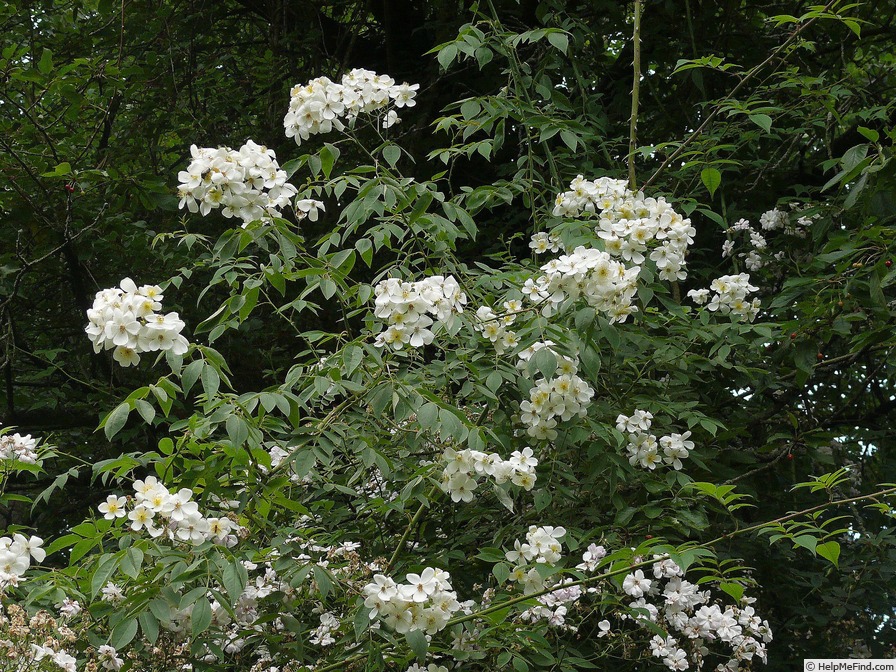 'Kiftsgate' rose photo