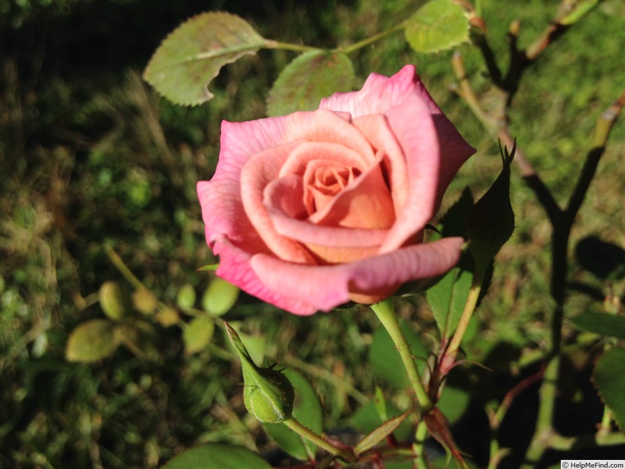 'Twilight Trail' rose photo