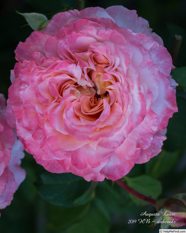 'Augusta Luise ® (Hybrid Tea, Evers, 1999)' rose photo