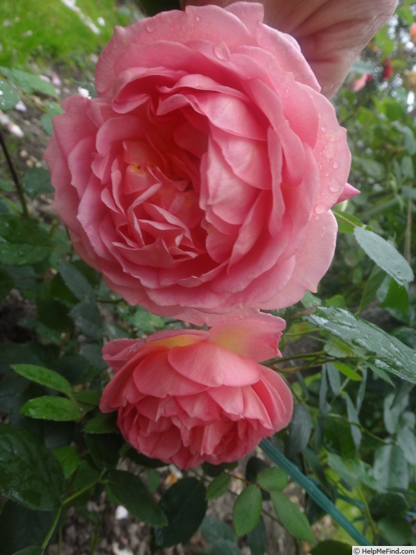 'Pink Lаdy of Shalott' rose, click to enlarge 'Pink Lаdy of Shalott' rose photo