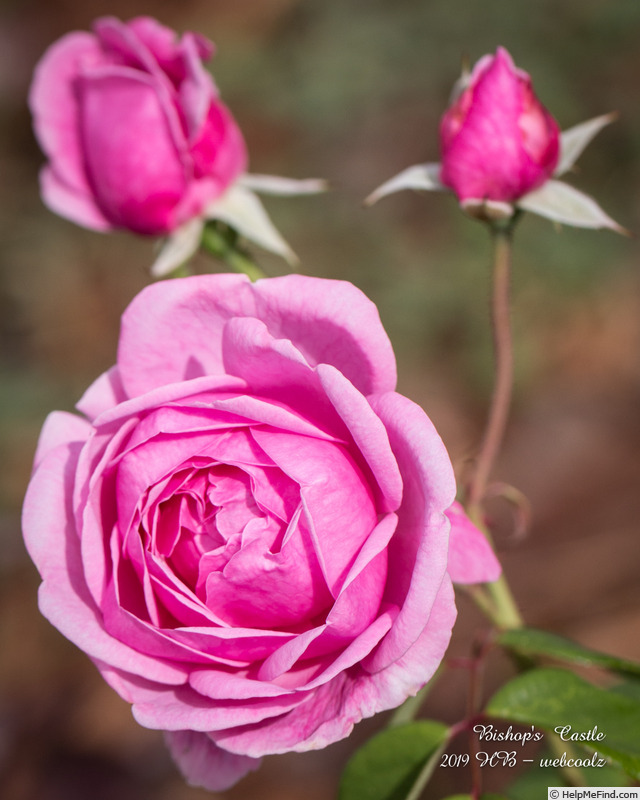 'Bishop's Castle' rose photo