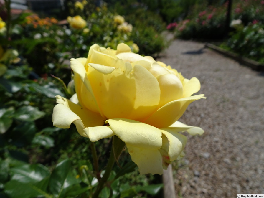 'Stelvio Coggiatti ®' rose photo