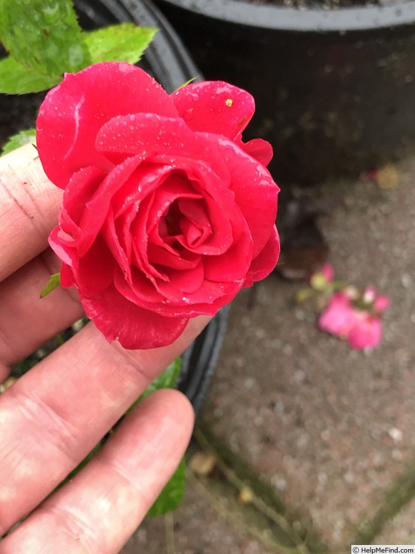 'CANCAMP' rose photo