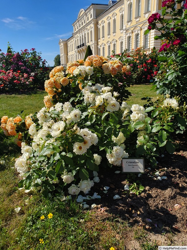 'Cristalyne ®' rose photo