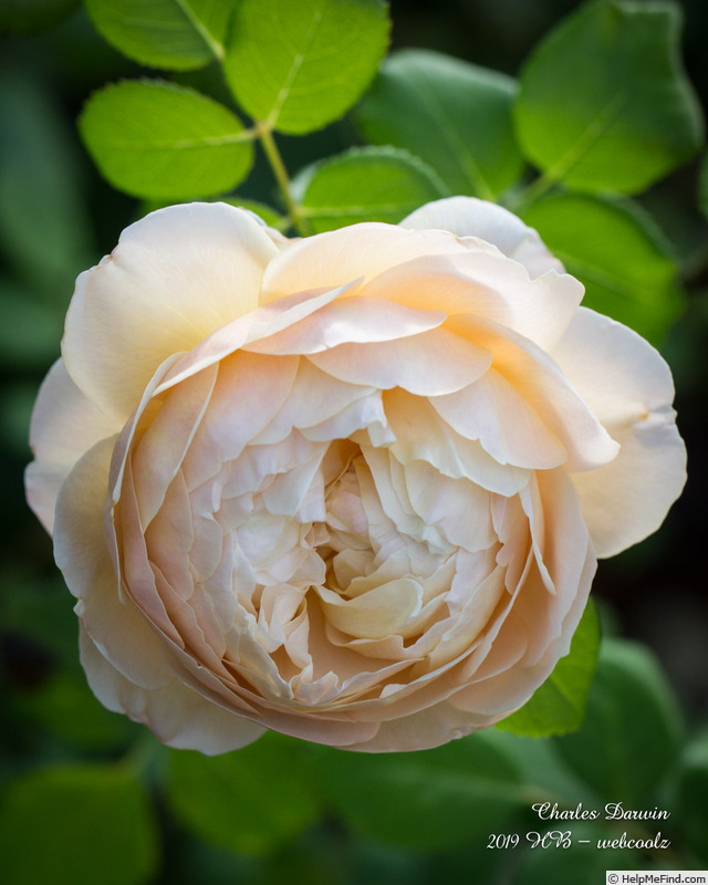 'Charles Darwin ® (shrub, Austin 1991/2001)' rose photo