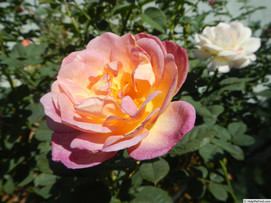 'Suzie Wong' rose photo