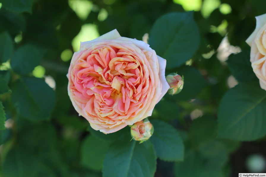 'Alchemist' rose photo