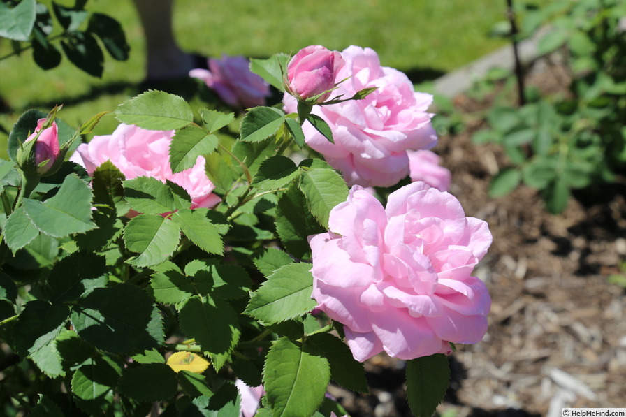 'Baroness Rothschild' rose photo