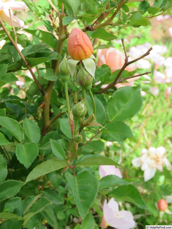 'Arethusa (china, Paul, 1903)' rose photo