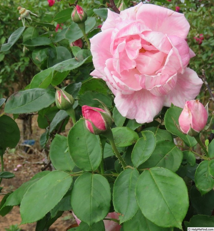 'Adam Rackles' rose photo