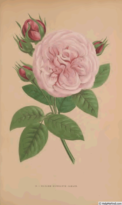'Madame Hippolyte Jamain (hybrid perp., Garçon/Jamain, 1871)' rose photo