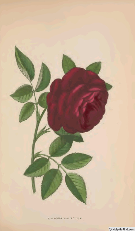 'Louis van Houtte (hybrid perpetual, Lacharme 1869)' rose photo