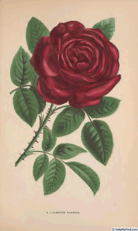 'Lamotte Sanguin' rose photo