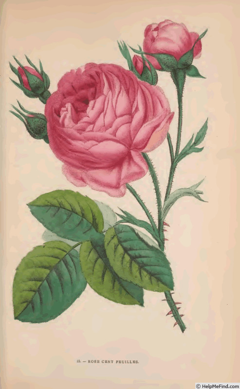 'Rose Centfeuilles' rose photo