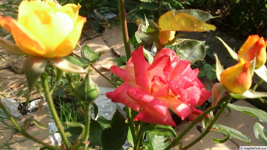 'Baby Mascarade ®' rose photo