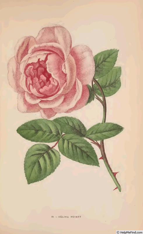 'Madame Célina Noirey' rose photo