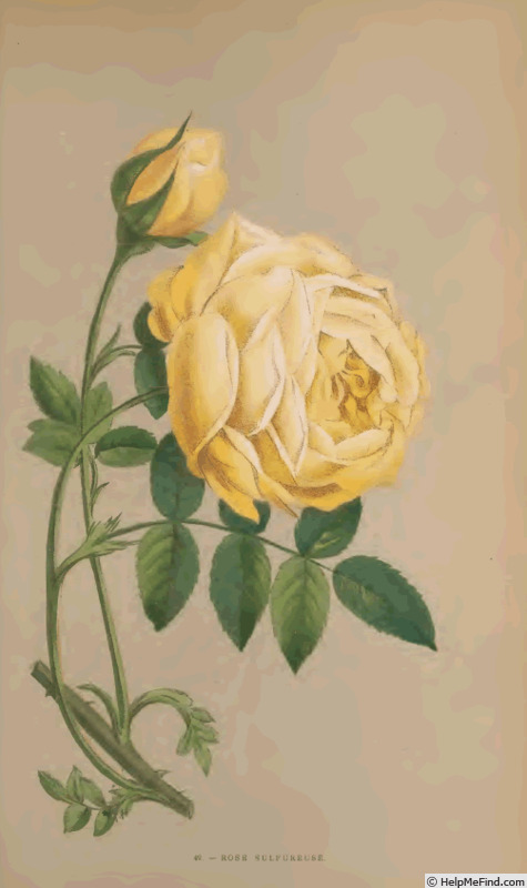 '<I>Rosa sulfurea</i> Thory' rose photo
