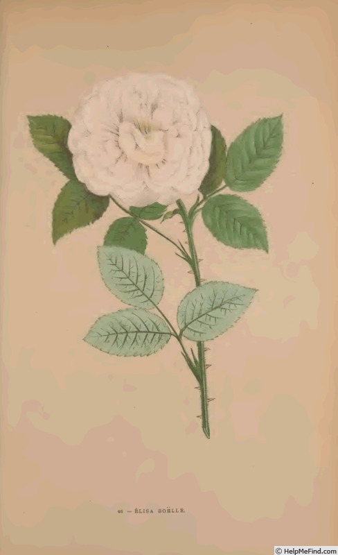 'Elisa Boëlle' rose photo