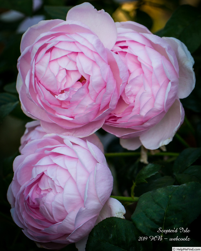 'Scepter'd Isle ®' rose photo