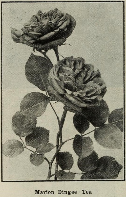 'Marion Dingee' rose photo