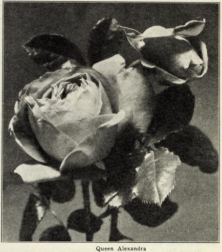 'Queen Alexandra Rose (hybrid tea, McGredy, 1918)' rose photo