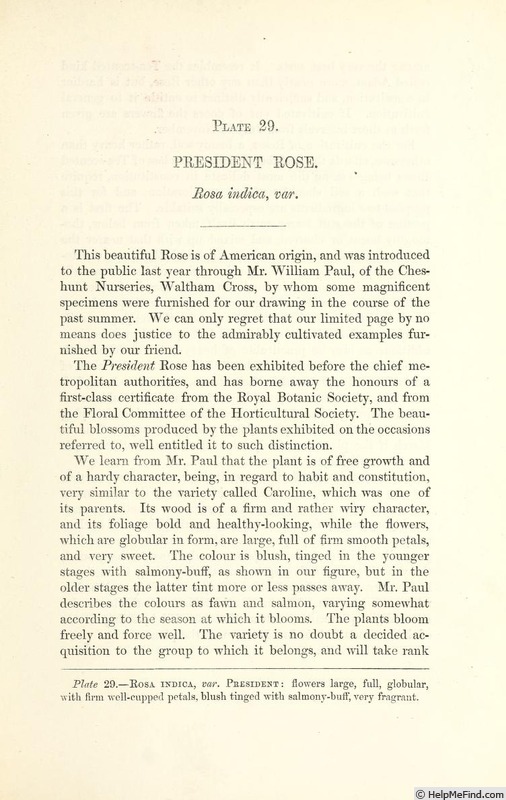 'President (tea, Paul, 1860)' rose photo