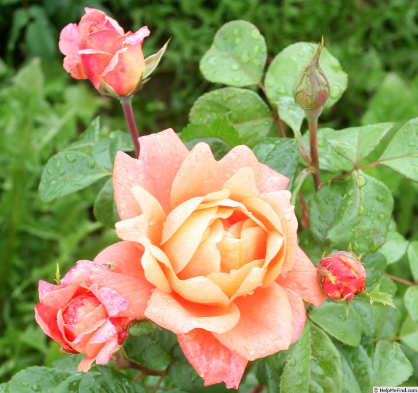 'Hypi Rose' rose photo