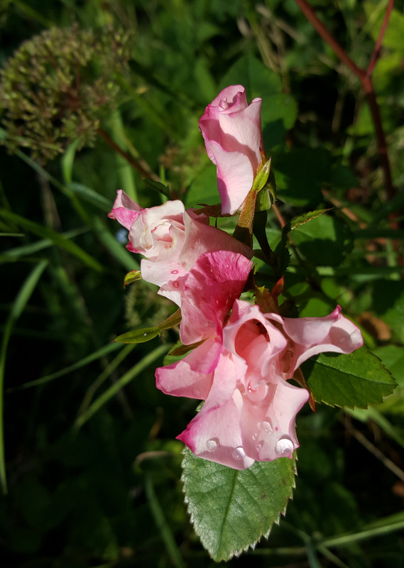 'Бутоньерка' rose photo