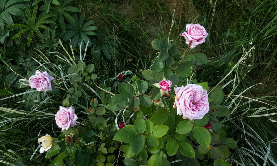 'Шиншилла' rose photo