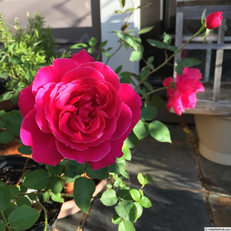 'Lyndy's First Love' rose photo
