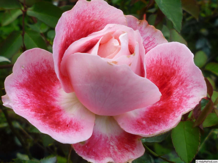 'Priyatama' rose photo