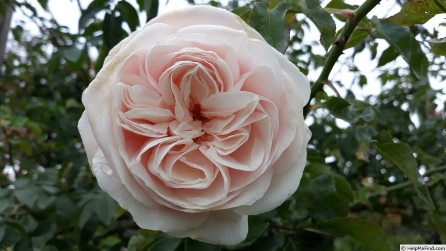 'Souvenir de la Malmaison, Cl.' rose photo