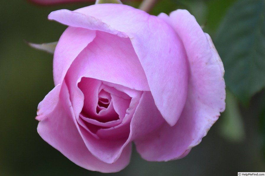 'VISbonpa' rose photo