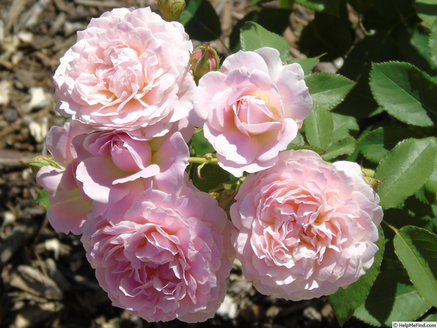 'WALbath' rose photo