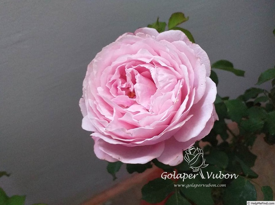 'Soeur Emmanuelle ®' rose photo