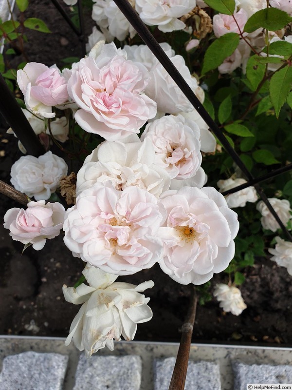 'Celimontana ®' rose photo